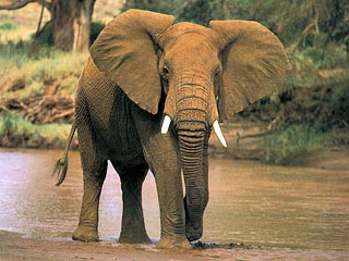 Слоны лишаются мест обитания, пищи и воды, поэтому у них нет выбора и они совершают набеги на местные фермы, чтобы выжить