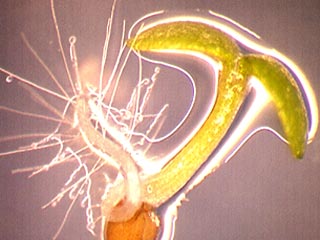 Ученые из Института биотехнологии во Фландрии исследовали систему регуляции этого процесса у однолетнего растения арабидопсис (Arabidopsis thaliana) из семейства крестоцветных