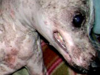Самый уродливый пес в мире, одноглазый Гас, скончался от рака 