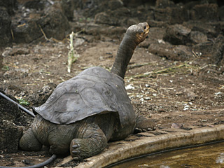 Последний выживший самец самой большой на свете черепахи - гигантской галапагосской черепахи с острова Пинта Одинокий Джордж