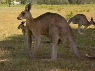 Ученым впервые удалось расшифровать генетический код австралийских кенгуру