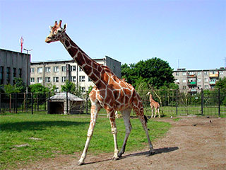 Администрация зоопарка Калининграда отказалась от предложенной некоторыми калининградцами идеи - присвоить жирафу имя Искандер в честь ракетного комплекса - и решили назвать животное "Халиф"