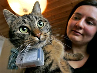 Подлинным хитом британского интернета стали специализированные веб-сайты, на которых публикуются фотографии, "сделанные" котами и кошками
