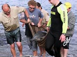 Случаи самоубийств дельфинов и китов часто происходят в Австралии. На фото дельфин, выбросившийся на берег в Беллэмби в начале ноября