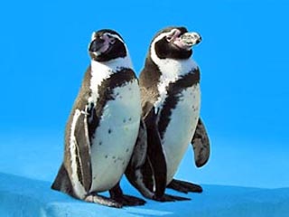 В зоопарке китайского города Харбин пара пингвинов-геев пыталась воровать яйца у птиц нормальной ориентации, чтобы реализовать естественное желание стать отцами