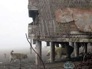 Белые медведи по причине установившейся теплой погоды не могут мигрировать на Север и вынуждены добывать себе пропитание на свалках