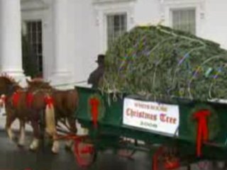 По традиции рождественские ели в Белый дом привозят из разных штатов США. На сей раз такая честь выпала Северной Каролине