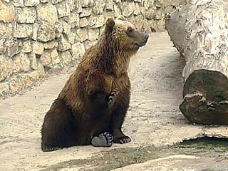 Лесные медведи и питомцы екатеринбургского и московского зоопарков не могут уснуть из-за плюсовых температур и отсутствие снега