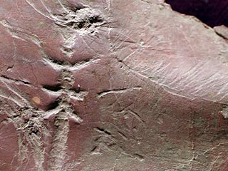 Ученые нашли отпечаток стрекозы возрастом 312 миллионов лет