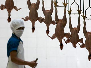 С нового года Россия может прекратить импорт мяса птицы из США. Россельхознадзор вводит новые требования к обработке этой продукции, а представители американской стороны пока не подтвердили, что их фабрики соответствуют этим условиям