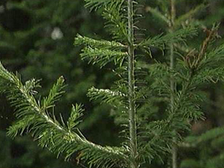 В Новосибирске специалисты "Горзеленхоза" для предупреждения несанкционированной вырубки начали обработку хвойных деревьев специальным раствором