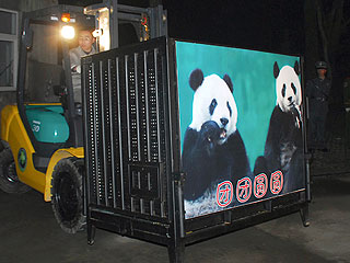 Две панды, подаренные Китаем Тайваню в знак мира и единения, вылетели спецрейсом в Тайбэй