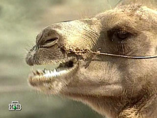 В Объединенных Арабских Эмиратах начался всеаравийский фестиваль верблюжьей красоты. Фестиваль проходит около города Аз-Зафра, в нем участвуют более 20 тысяч животных