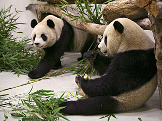 Бамбуковый медведь панда в среду покусал посетителя в пекинском зоопарке, защищая свою территорию