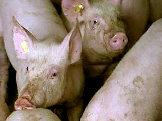 За распространение вируса африканской чумы свиней на Ставрополье будут судить четырех колхозников