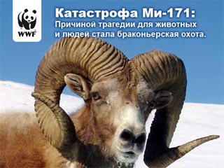 Всемирный фонд дикой природы (WWF) России в среду направил письмо Генеральному прокурору России с просьбой проверить законность охоты на горных баранов арагли с вертолета Ми-8, разбившегося на днях на Алтае