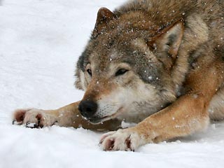 В Пермском крае охотники ищут волка
