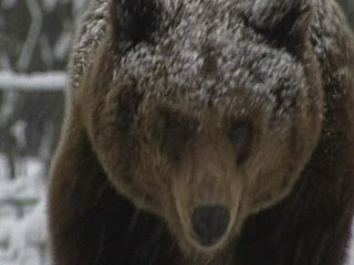 В лесах Трансильвании - области на северо-западе Румынии - медведь напал на полицейского