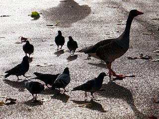 В ежегодной переписи птиц сегодня заняты около миллиона британцев