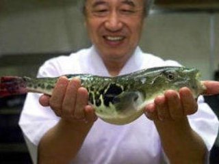 Двое посетителей одного из ресторанов на северо-востоке Японии оказались при смерти после того, как отведали там блюда из знаменитой фугу, которая считается в стране самой вкусной рыбой, но крайне опасна при неумелом приготовлении