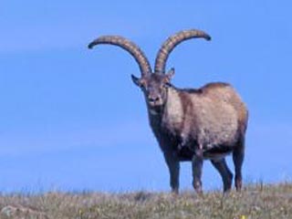 В Испании ученые из Сарагосского университета вплотную приблизились к идее восстановления вымершего вида пиренейского горного козла при помощи клонирования, но пока не реализовали ее