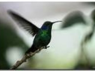 На западе Гондураса местные и американские ученые обнаружили уникальный вид колибри