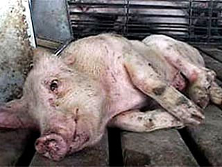 На Ставрополье завершилось рассмотрение по существу дела колхозников, которые обвиняются в нарушении ветеринарных правил, повлекшем распространение вируса африканской чумы свиней