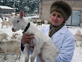 Российские ученые выращивают коз, которые будут давать человеческое молоко