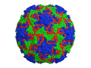 В четверг исследователи из Университета Мэриленда заявили, что им удалось расшифровать геном 99 разновидностей вируса, вызывающего обычную простуду