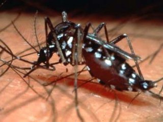 В Боливии число погибших от крупнейшей за последние годы вспышки эпидемии денге достигло девяти человек. По официальным данным, количество заболевших классической формой денге уже превысило 20 тыс. человек