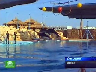 Дельфины из Санкт-Петербурга, уехавшие с гастролями в Египет, уже почти год не могут вернуться на родину