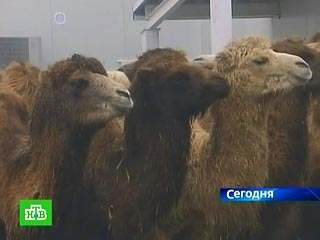Измученные калмыцкие верблюды, застревавшие на двух границах, наконец добрались до Болгарии