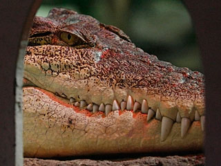 В австралийском штате Квинсленд в брюхе огромного крокодила обнаружены остатки 5-летнего мальчика, поиски которого велись больше недели