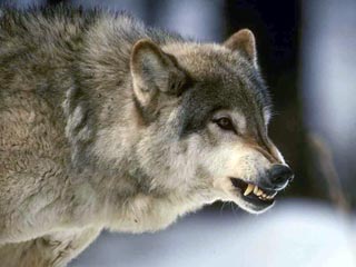 В Башкирии волк напал на фермеров и убил одного: это первый подобный случай в республике  