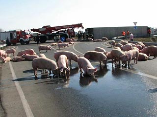 Свиньи, сбежавшие из потерпевшего аварию автопоезда, вызвали хаос на автобане в Германии