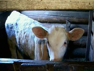 В Приамурье объявлен режим ЧС из-за массовой болезни скота