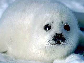 Новыми правила рыболовства в России введен запрет на промысел бельков &#8211; новорожденных детенышей гренландского тюленя