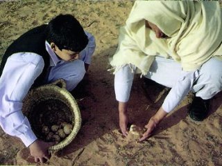 С первых дней весны в Сахаре началась "охота" на песчаные трюфели. После небывалых зимних дождей в обычно засушливой Сахаре появились берберы-грибники
