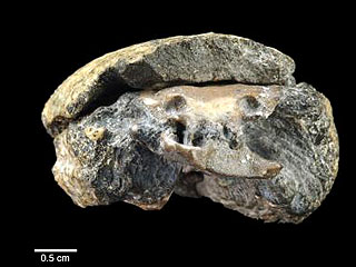 Ученые изучили окаменелости самого древнего головного мозга, пролежавшего в грунте более 300 млн лет