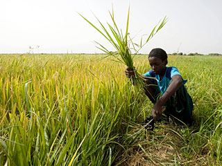 Рис, выращенный в голодающей Эфиопии на фермах, купленных группой саудовских инвесторов, был презентован королю Абдалле
