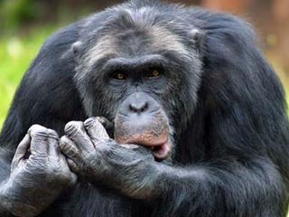 Ученые уличили шимпанзе из шведского зоопарка в преступных замыслах относительно посетителей