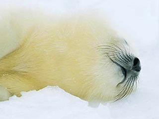 В России запрещена охота на детенышей гренландских тюленей возрастом до одного года