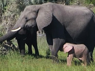 В объектив камеры фотографа, снимавшего природу в африканской Ботсване, попал редкий розовый слоненок