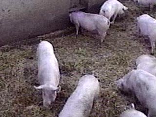 В Северной Осетии выявлен вирус африканской чумы свиней, 240 животных будут уничтожены