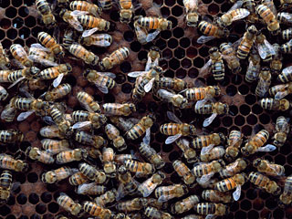 Ученые: муравьи и пчелы - единственные организмы, готовые помочь себе подобным и даже умереть за них