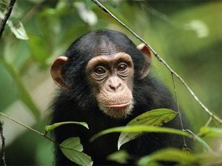 Впервые в истории Республики Конго, а возможно, и всей Африки, за незаконный отлов и контрабанду шимпанзе браконьер приговорен к одному году тюремного заключения и штрафу в 1,5 тыс. евро