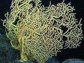 Ученые оценили возраст старейших образцов золотых кораллов, Gerardia, в 2742 года