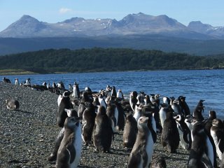 Несколько сотен мертвых пингвинов были обнаружены на пляже в бухте Кеуле на юге Чили