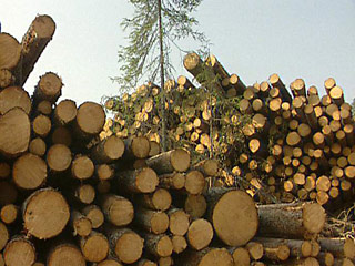 Пошлины на экспорт круглого леса будут подняты