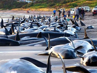 Исследование: дельфины и киты выбрасываются на берег из-за военных гидролокаторов